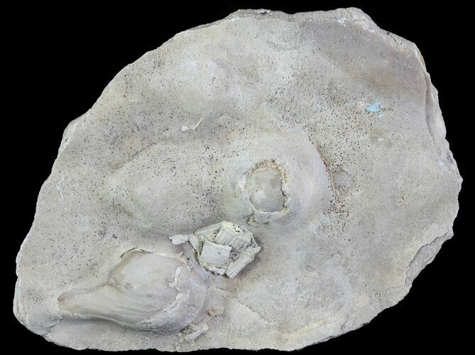 Four Fossil Pearls ( Rope Pearl) on Oyster Shell - Kansas #64166